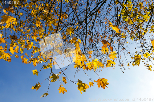 Image of yellowed maple trees in autumn