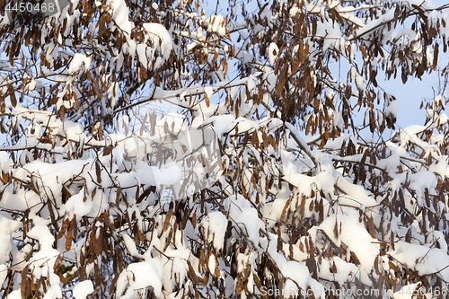 Image of trees under snow