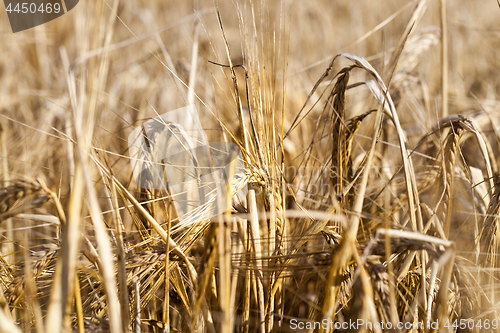 Image of field with mature rye