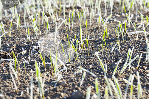 Image of green wheat in a frost