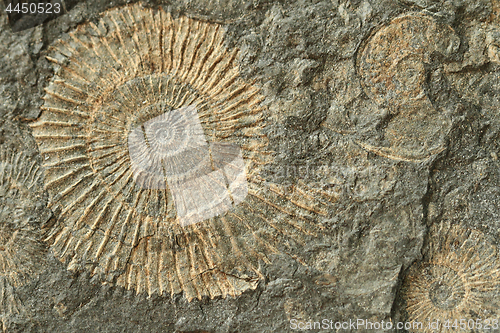 Image of ammonites fossil texture  