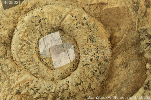 Image of ammonites fossil texture  