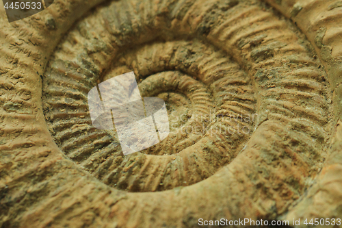 Image of ammonites fossil texture  