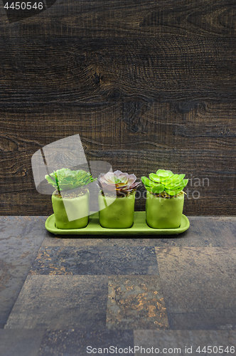 Image of Succulent plants on stone and wood background