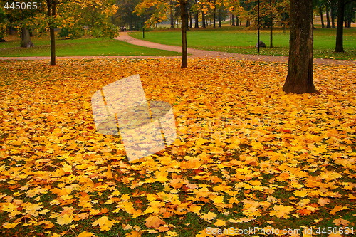 Image of autumn maple trees in fall city park