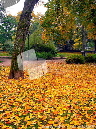 Image of autumn maple trees in fall city park