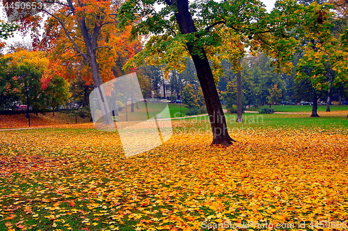 Image of autumn maple trees in fall city park