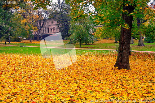 Image of autumn maple trees in fall city park