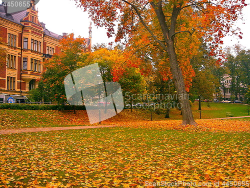 Image of autumn maple trees in fall city park
