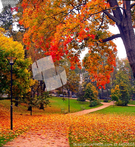 Image of autumn maple trees in fall city park