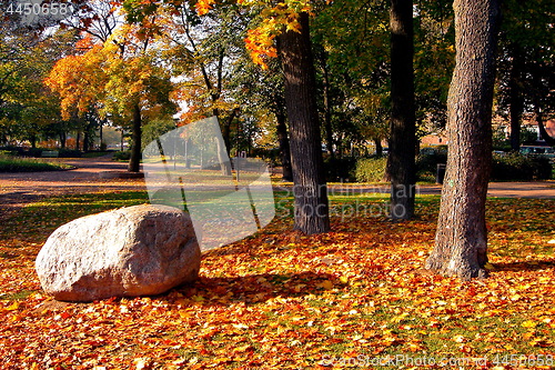 Image of autumn maple trees in fall city park