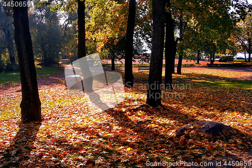 Image of autumn maple trees in fall city park