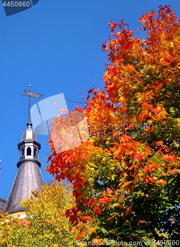 Image of autumn maple trees in fall city park