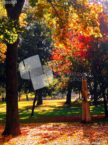 Image of autumn maple trees in fall city park