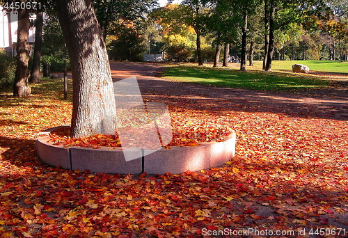 Image of autumn maple trees in fall city park