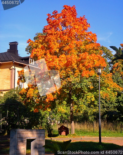 Image of autumn maple trees in fall city park