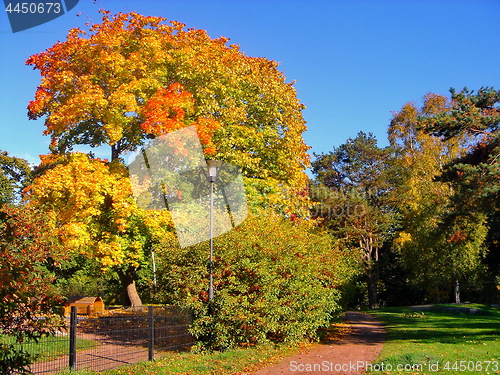 Image of autumn maple trees in fall city park
