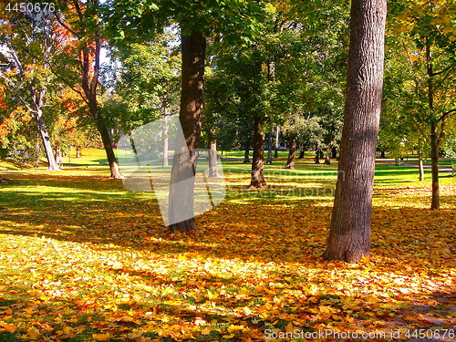 Image of autumn maple trees in fall city park
