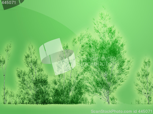 Image of Birch trees illustration