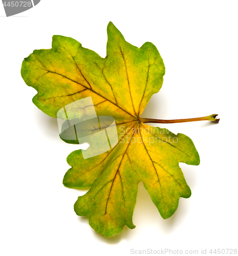 Image of Multi colored autumn leaf of oak