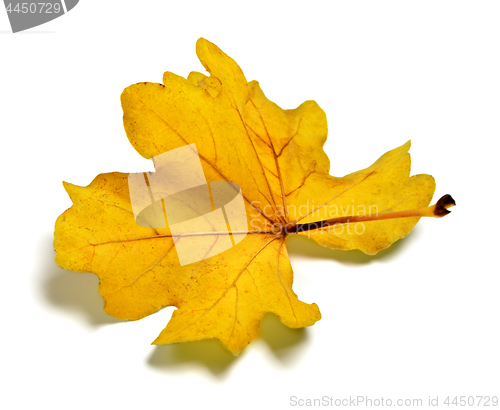Image of Backside of golden autumn oak leaf