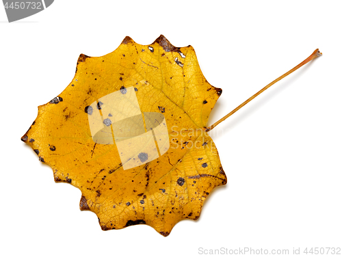 Image of Autumn yellow quaking aspen leaf with holes