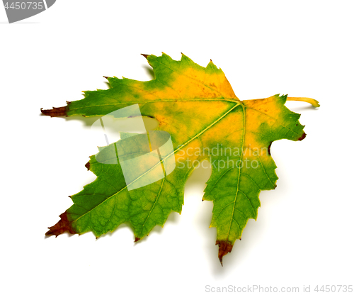 Image of Multicolor maple leaf on white