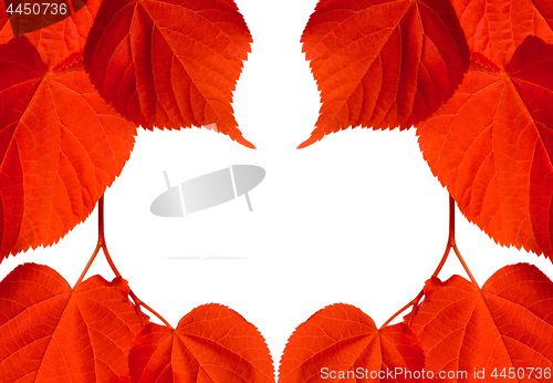 Image of Frame of red autumn tilia leaves