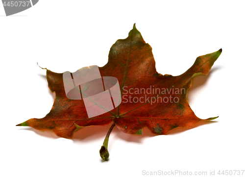 Image of Brown dry autumnal maple leaf