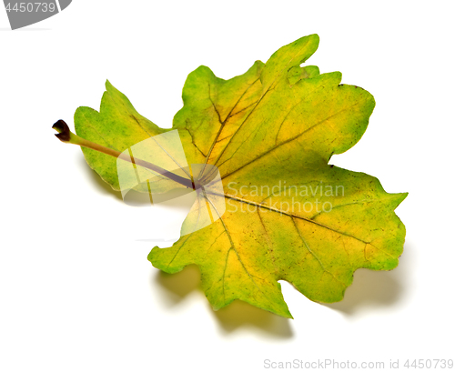 Image of Backside of multi colored autumn oak leaf