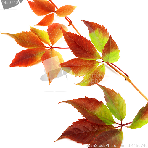 Image of Multicolor autumn twig of grapes leaves 