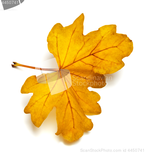 Image of Yellow colored autumn leaf of oak