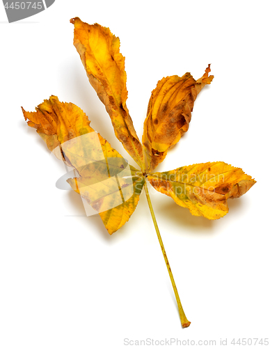 Image of Dry autumn leaf of chestnut