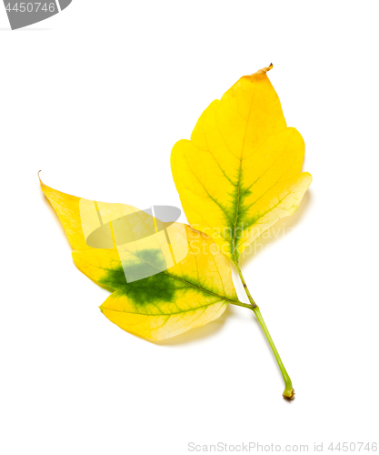 Image of Yellow autumn maple-leaf