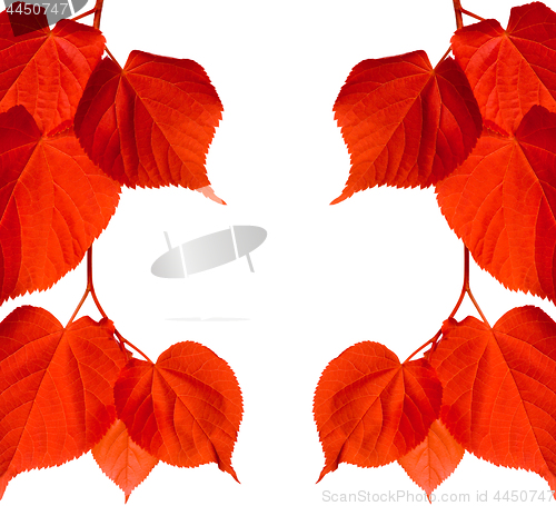 Image of Red tilia leaves