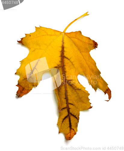 Image of Dry orange autumn maple leaf