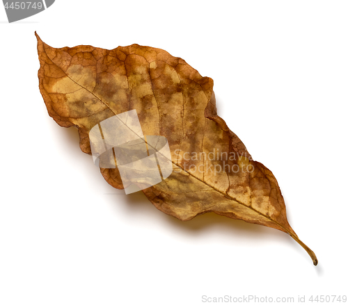 Image of Autumn dry walnut leaf