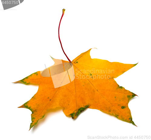 Image of Yellow autumn maple leaf on white