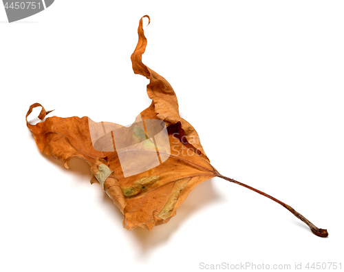 Image of Autumn dry maple leaf