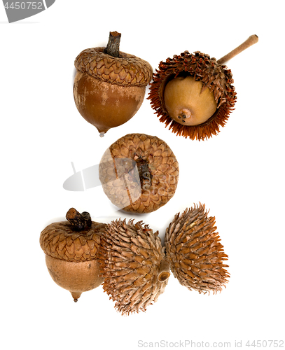 Image of Autumn dry acorns