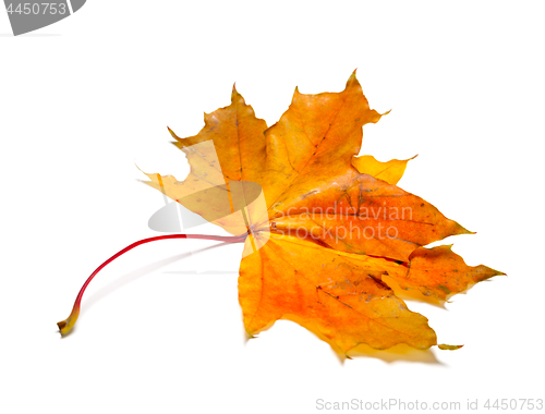 Image of Yellow dry autumn maple-leaf