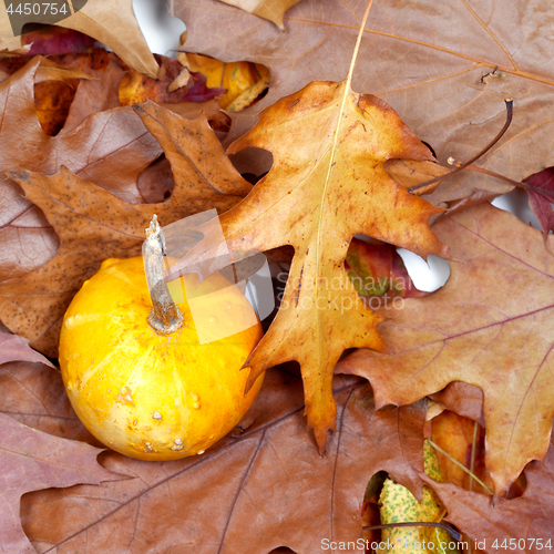 Image of Small decorative pumpkins on autumn dry leafs