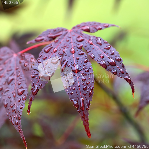 Image of Leaves of red Japanese-maple (Amur maple) with water drops