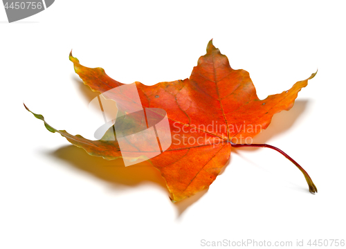 Image of Red autumn maple leaf