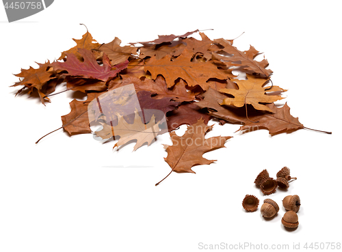 Image of Autumnal brown dry leafs of oak and acorns