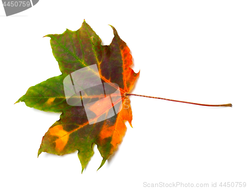 Image of Autumn multicolored maple leaf