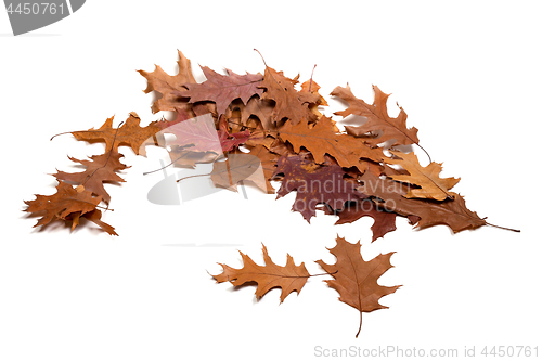 Image of Autumn brown dried leafs of oak