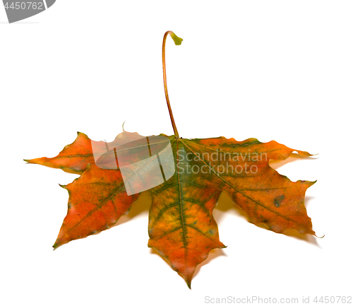 Image of Autumn multicolored maple-leaf