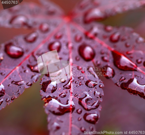 Image of Leaves of red Japanese maple (fullmoon maple) with water drops a