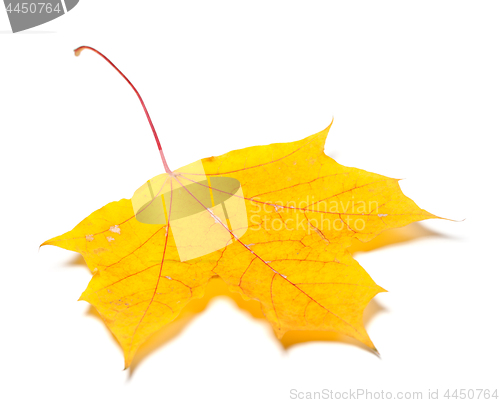 Image of Yellow autumn maple leaf